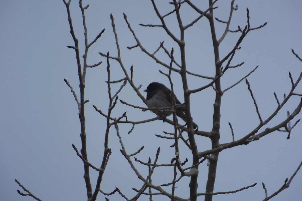 Junco Ojioscuro (grupo oreganus) - ML613152278