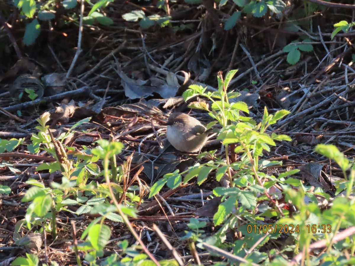 Bushtit - ML613152321