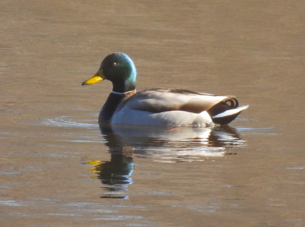 Mallard - ML613152333