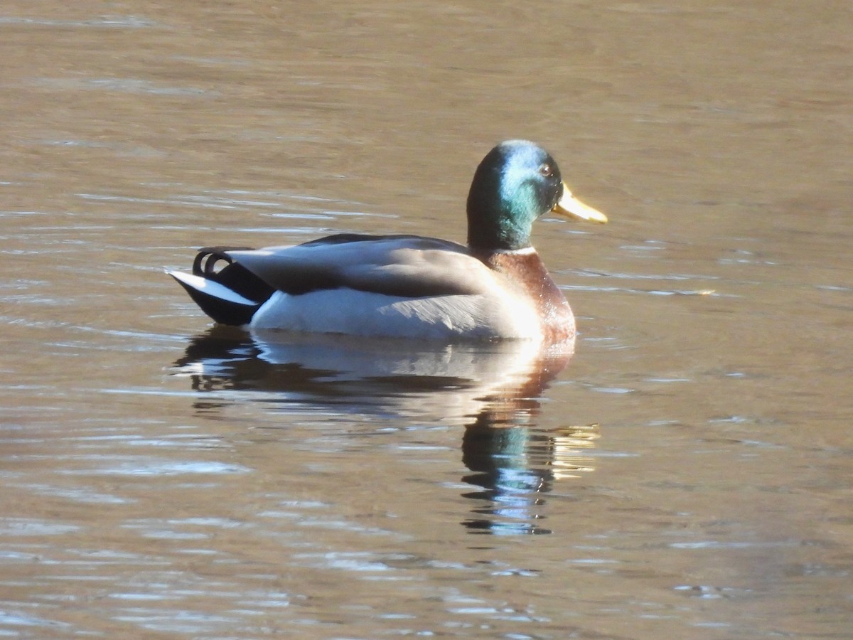 Canard colvert - ML613152335