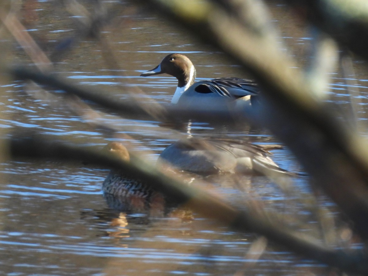 Northern Pintail - ML613152348