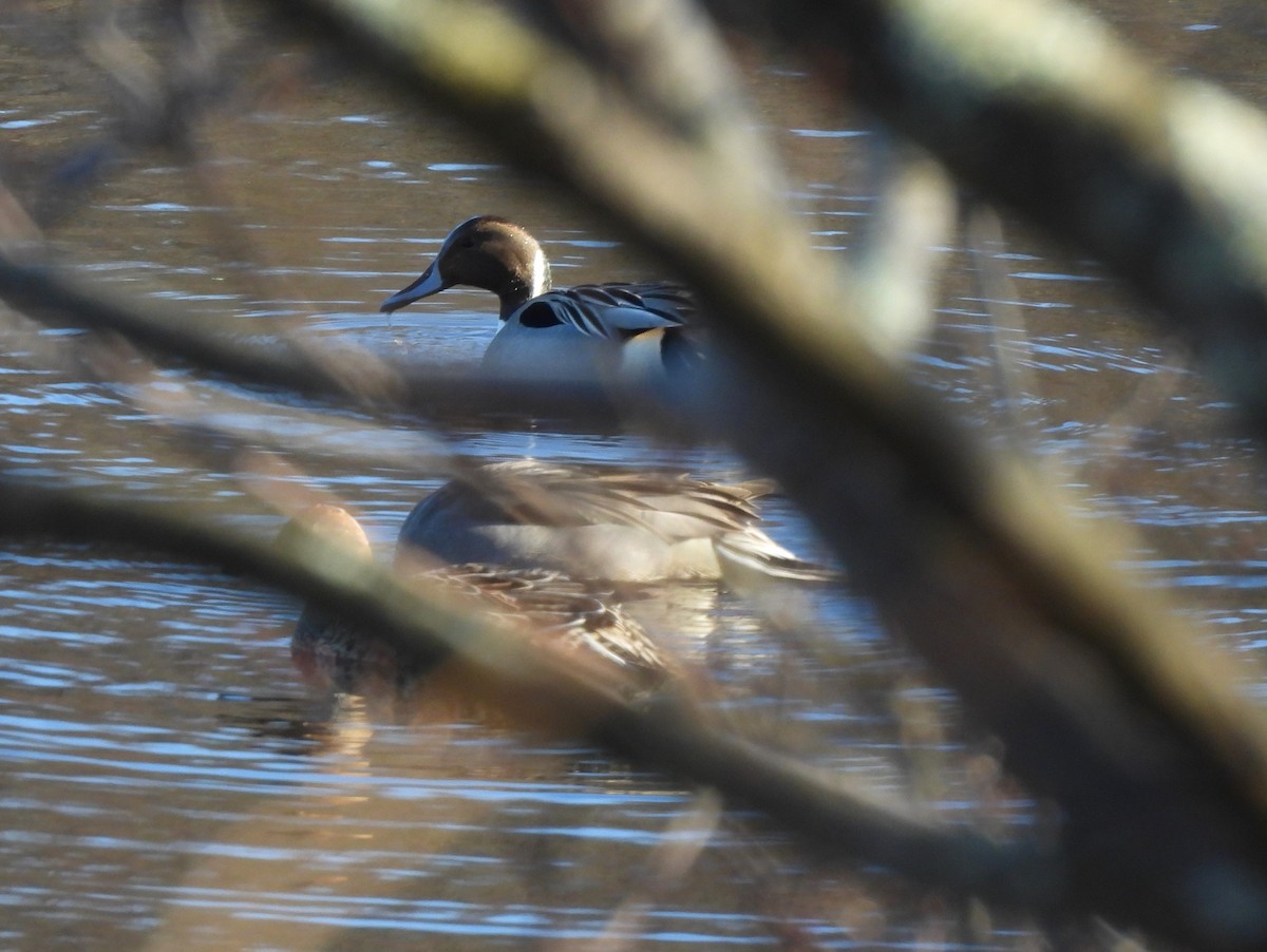 Northern Pintail - ML613152349