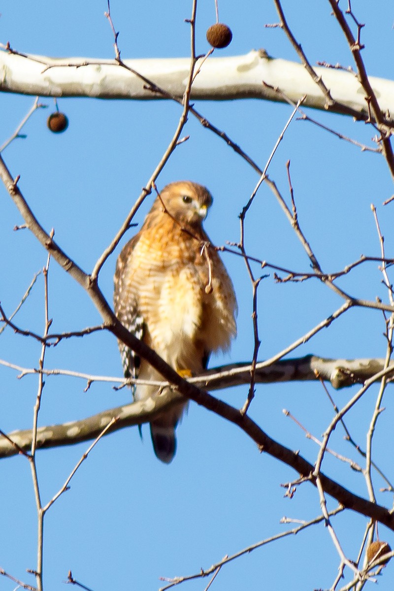 Red-shouldered Hawk - ML613152362