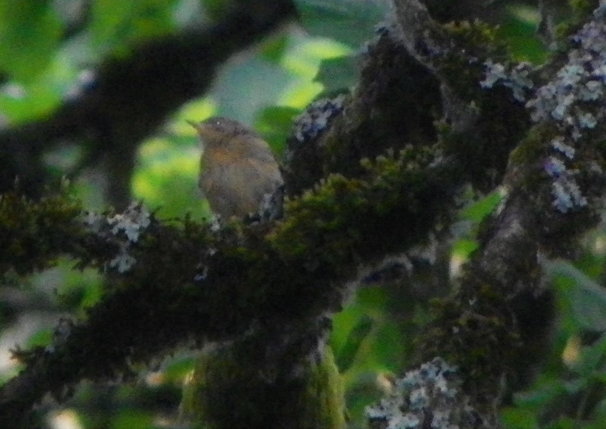 Varied Thrush - ML613152388