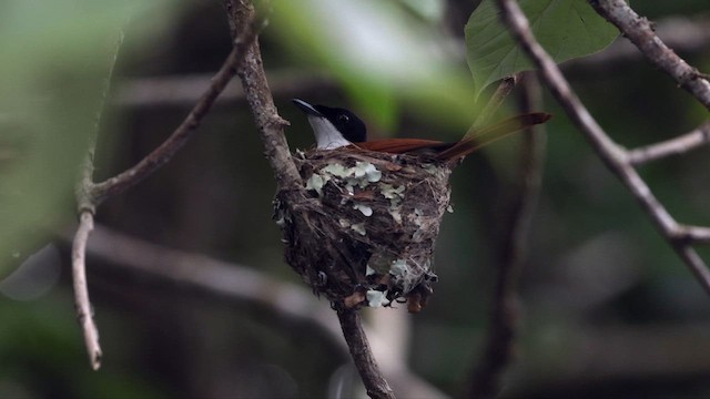 Shining Flycatcher - ML613152408