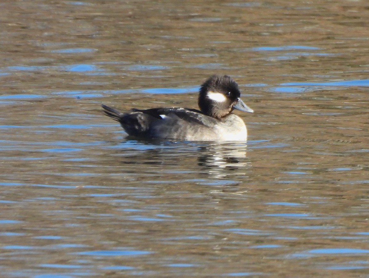 Bufflehead - Jennifer Wilson-Pines