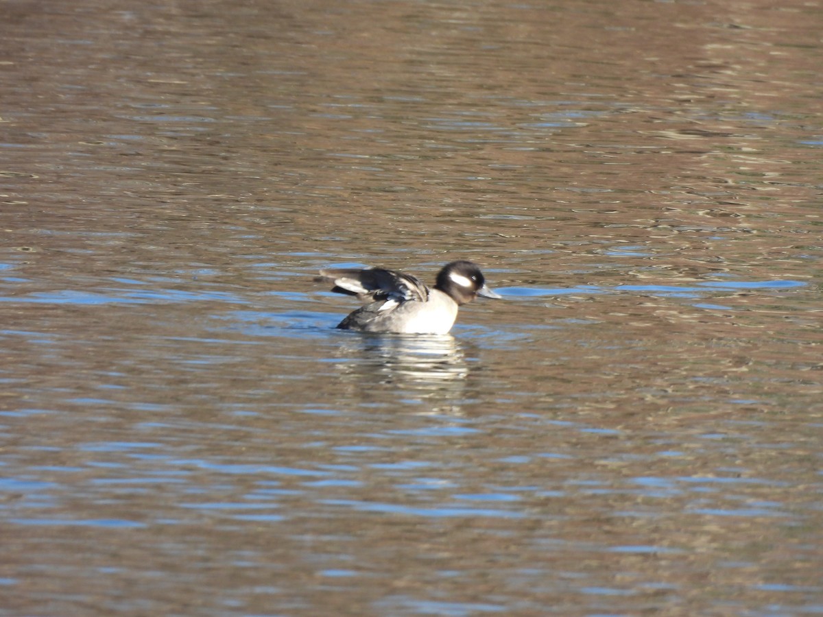 Bufflehead - ML613152410