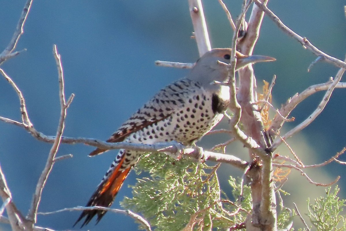 Northern Flicker - ML613152414