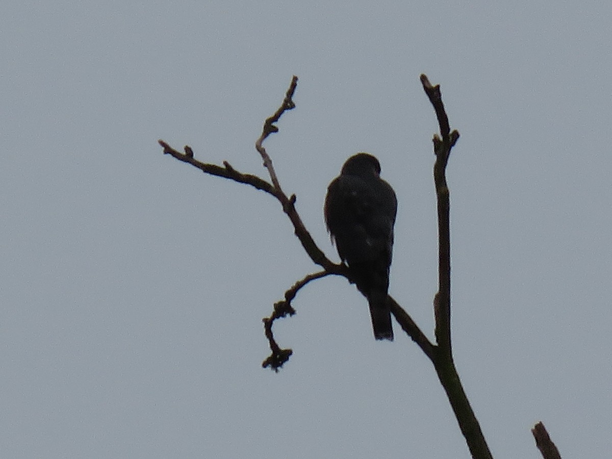 Sharp-shinned Hawk - ML613152420