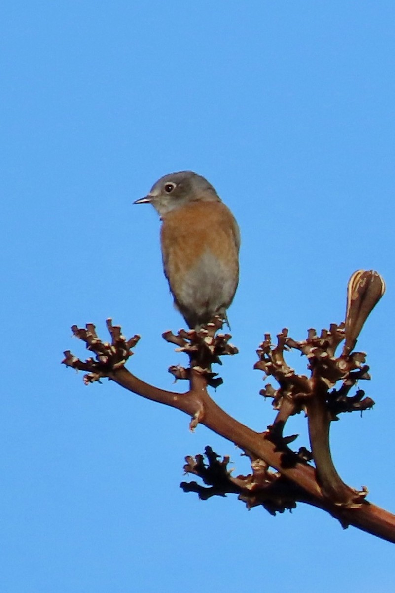 Western Bluebird - Hobart Collins