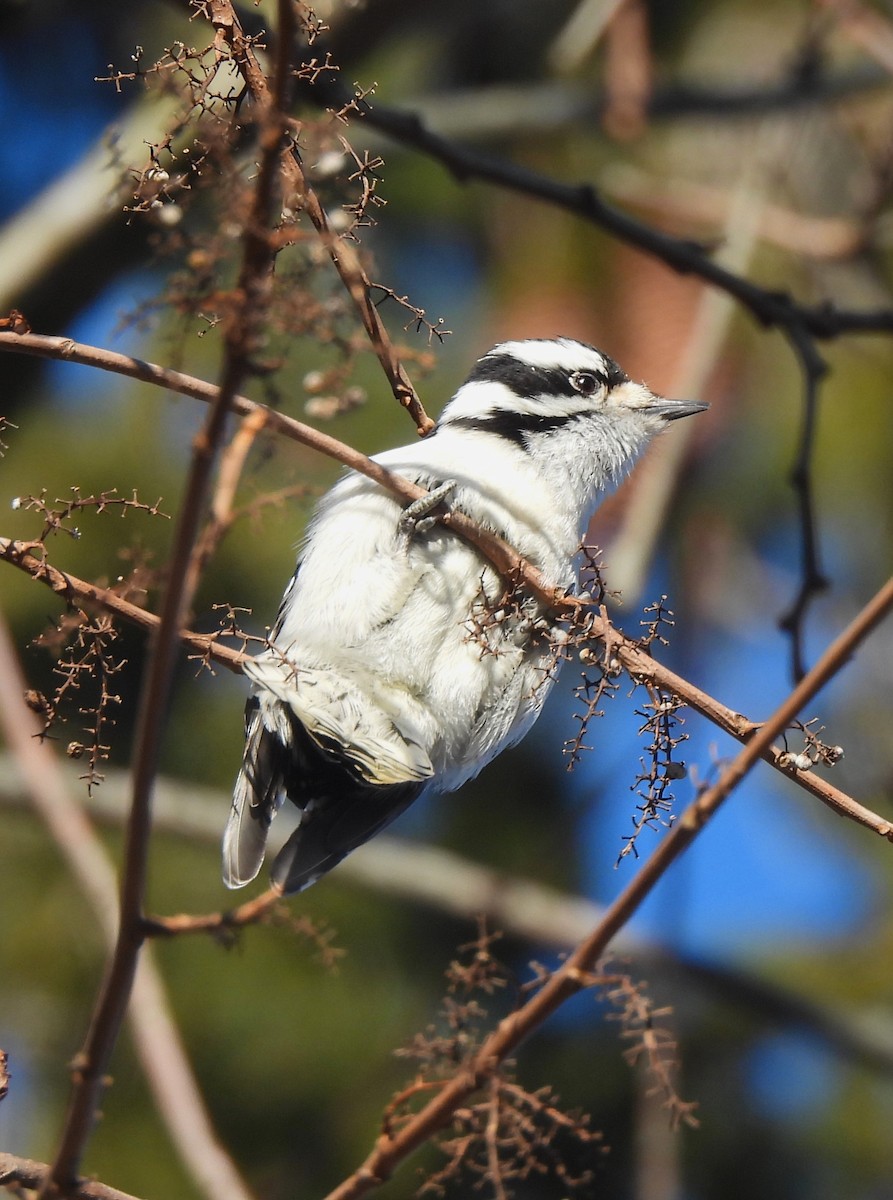 Downy Woodpecker - ML613152452