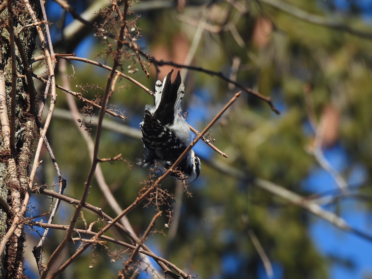 Downy Woodpecker - ML613152453