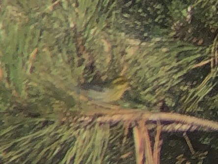 Townsend's Warbler - ML613152462