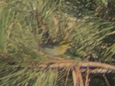 Townsend's Warbler - ML613152463