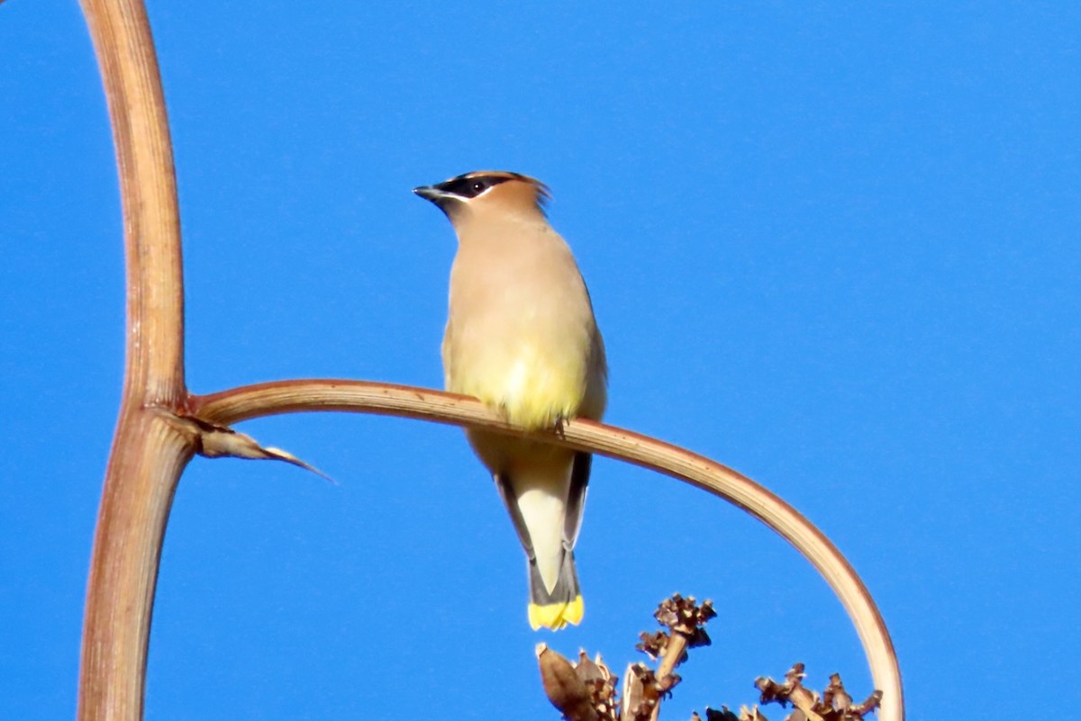 Cedar Waxwing - ML613152471