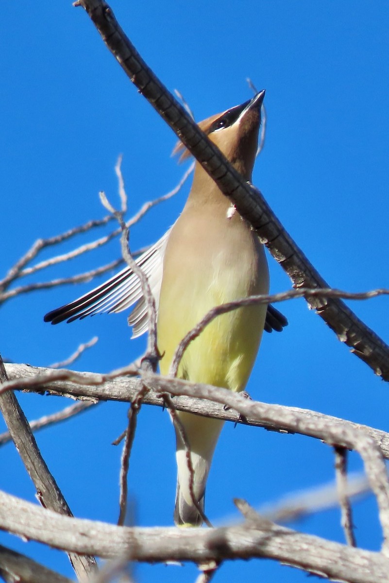 Cedar Waxwing - ML613152472