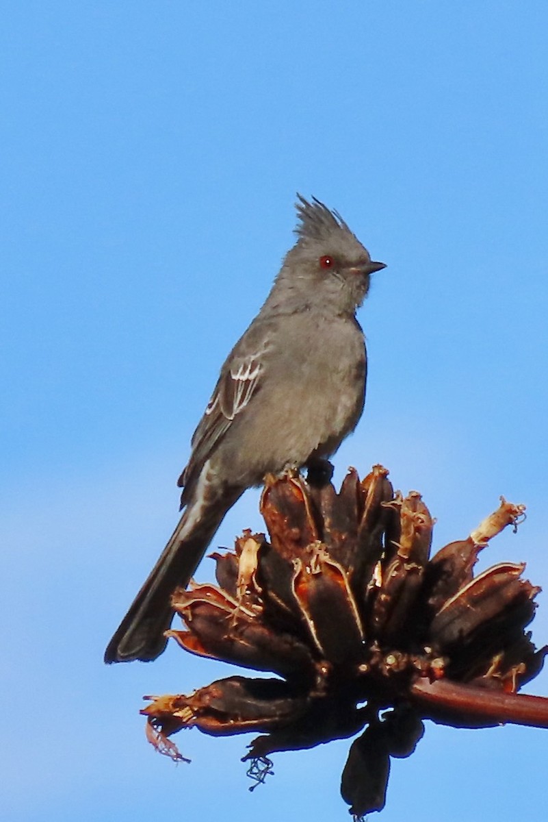 Phainopepla - Hobart Collins