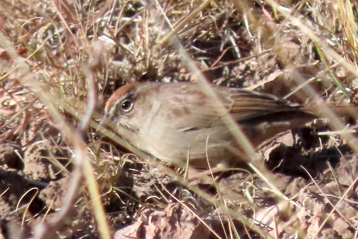 Rufous-crowned Sparrow - ML613152479