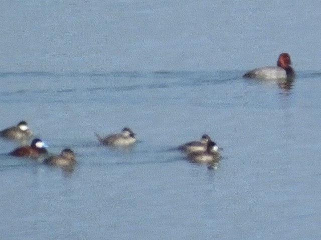 Ruddy Duck - ML613152480