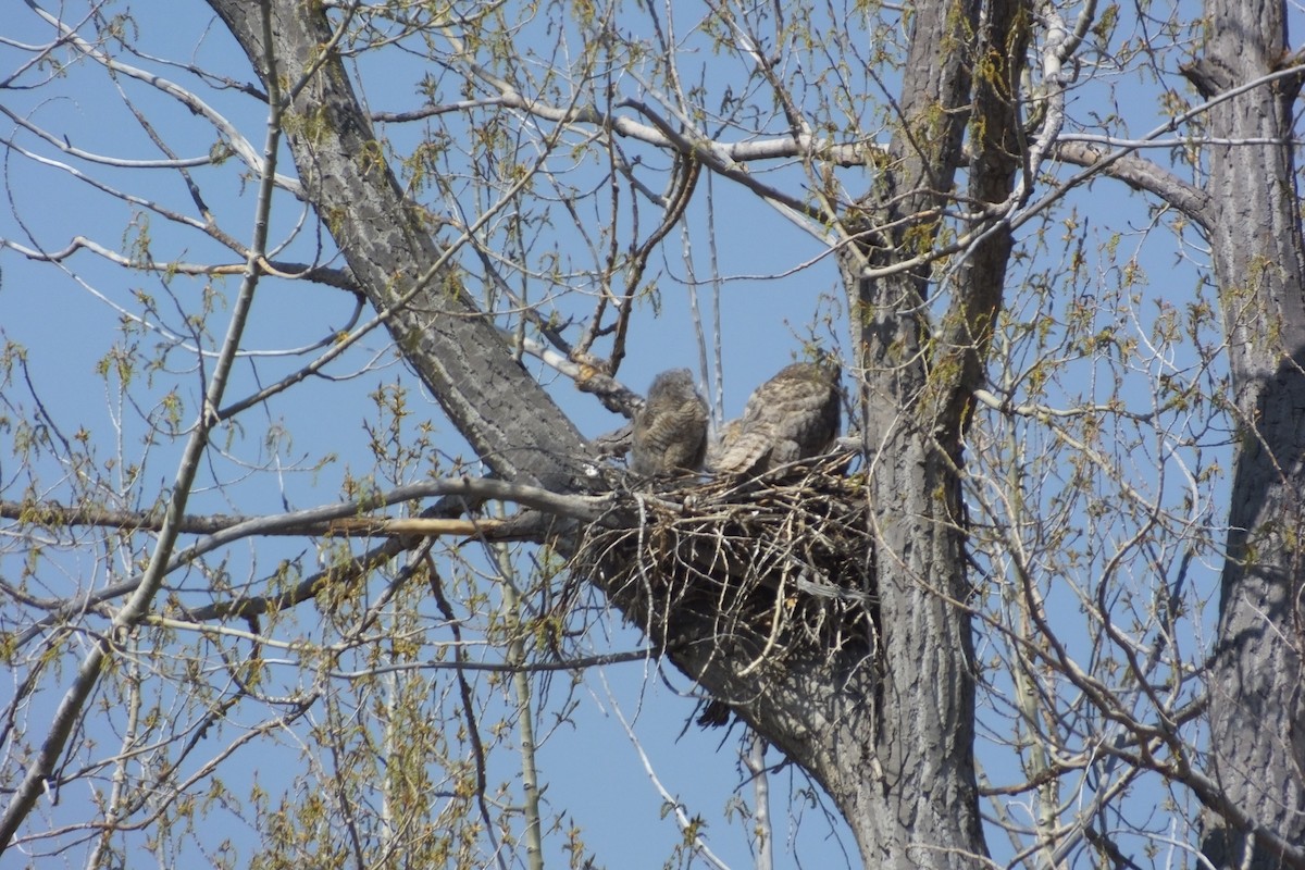 Great Horned Owl - Dave Hanscom