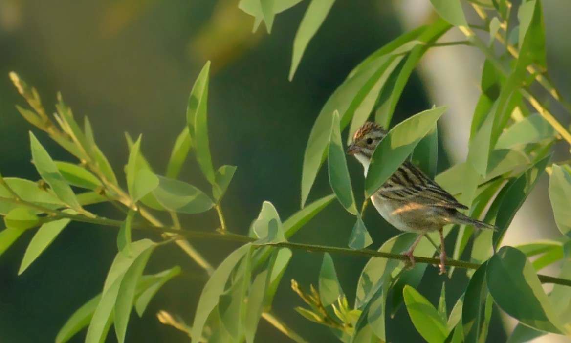 Clay-colored Sparrow - ML613152505