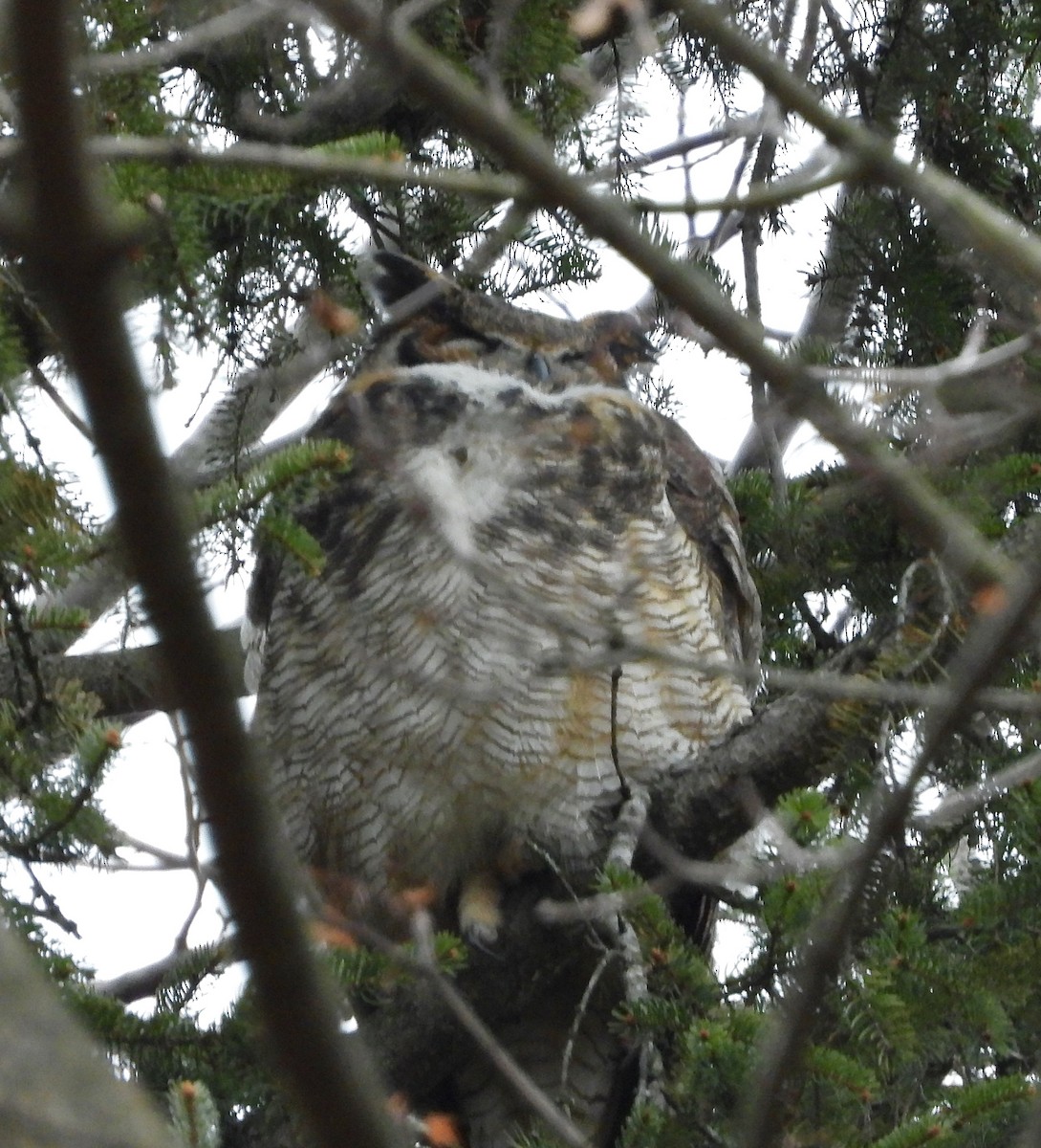 Great Horned Owl - ML613152515
