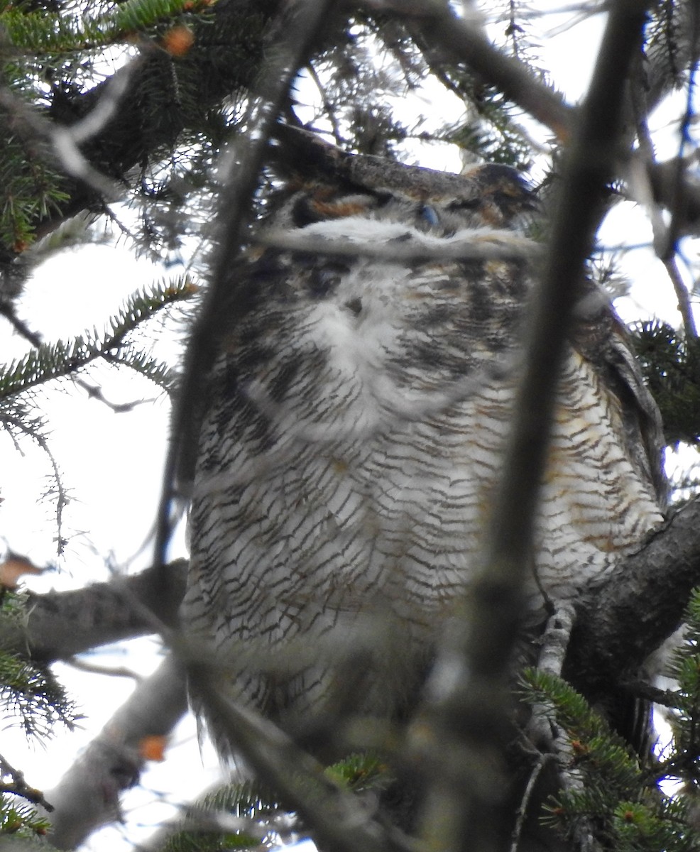 Great Horned Owl - ML613152529