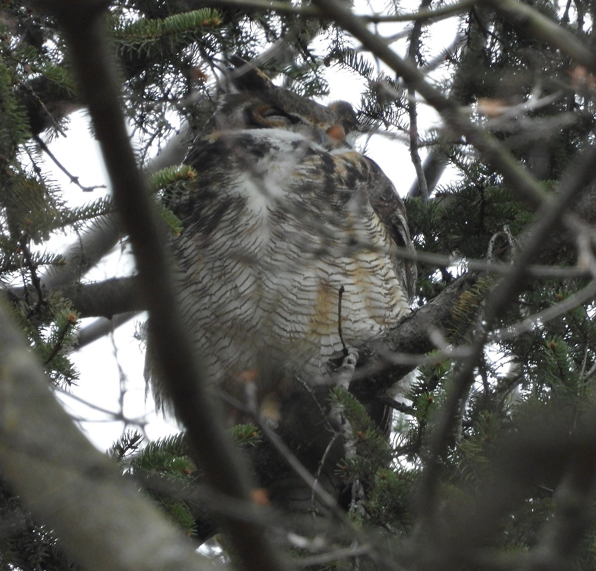 Great Horned Owl - ML613152537