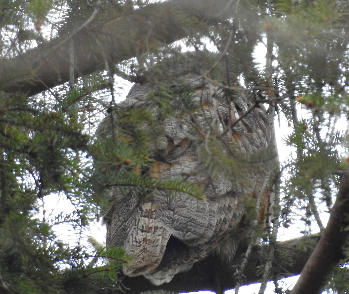 Great Horned Owl - ML613152551