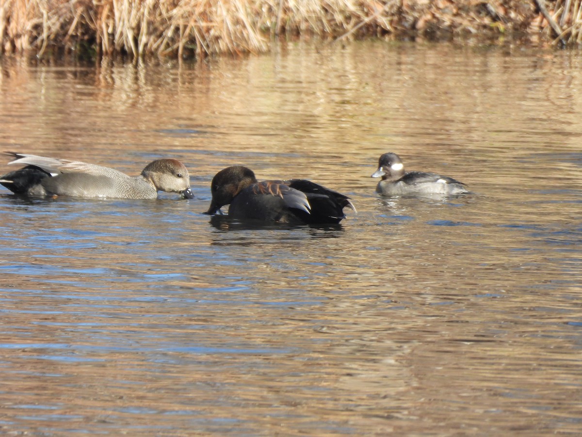 Canard chipeau - ML613152552