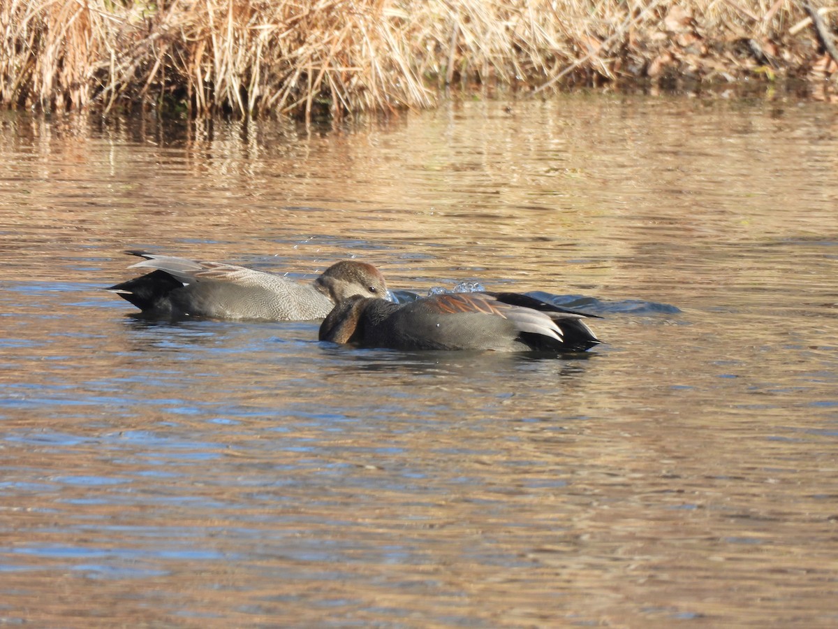 Gadwall - Jennifer Wilson-Pines