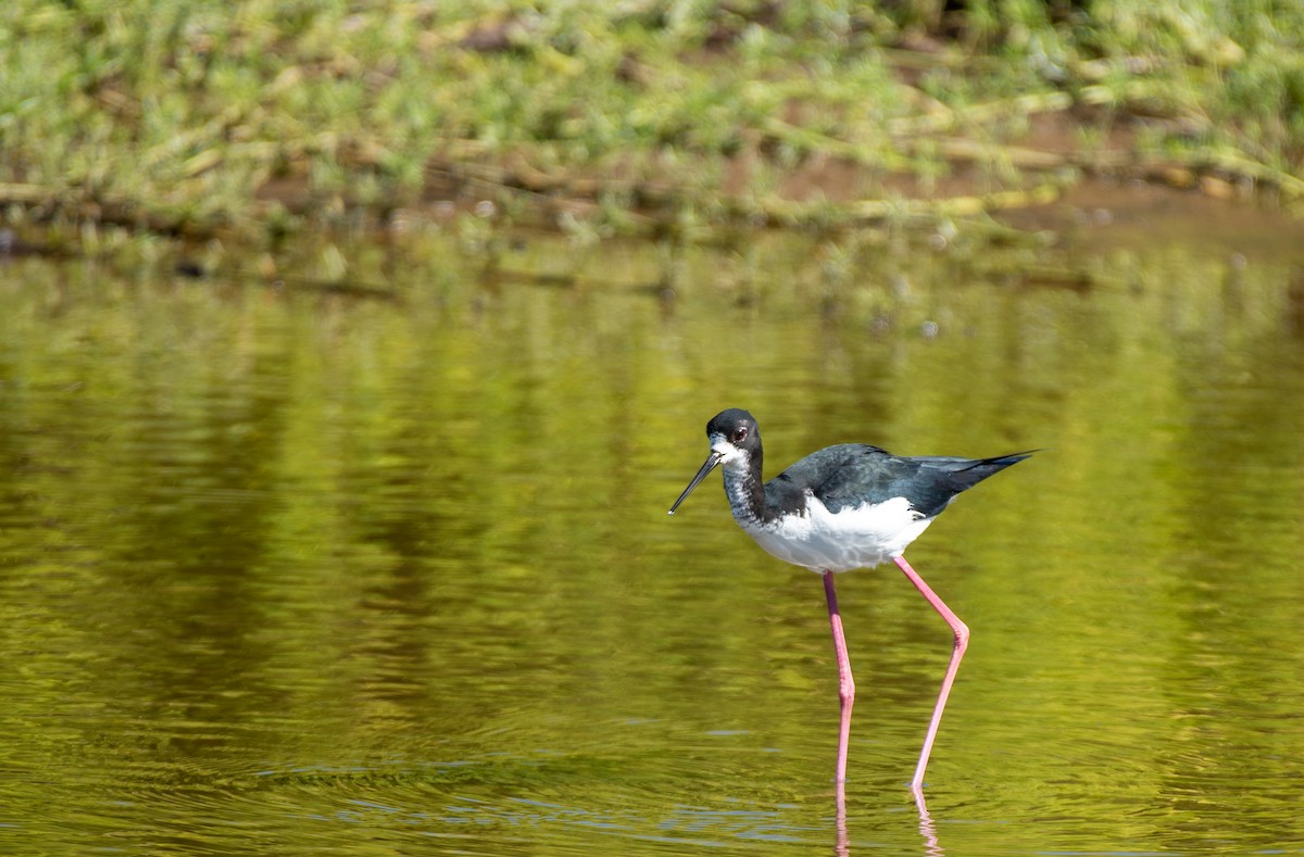 Black-necked Stilt (Hawaiian) - ML613152562