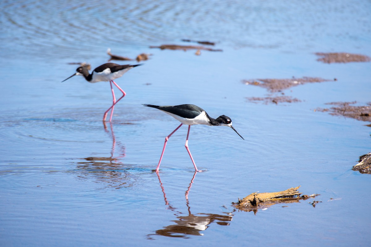 Black-necked Stilt (Hawaiian) - ML613152563