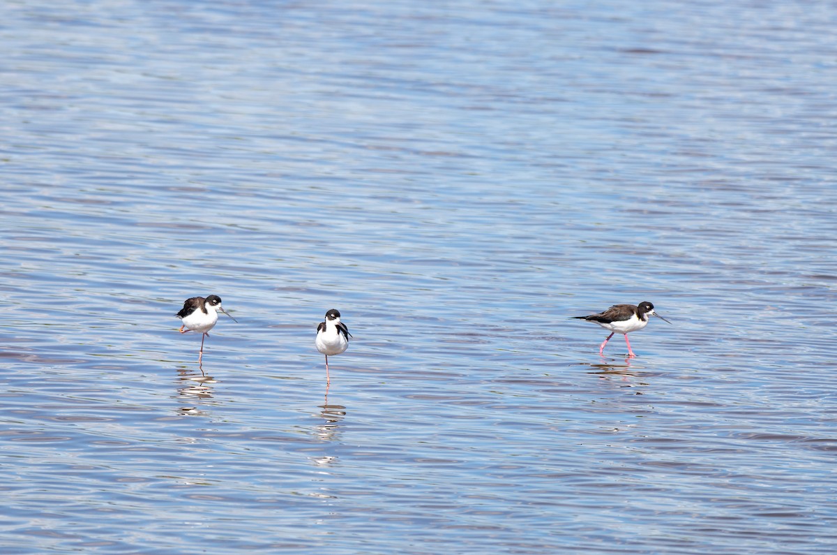 Black-necked Stilt (Hawaiian) - Herb Elliott