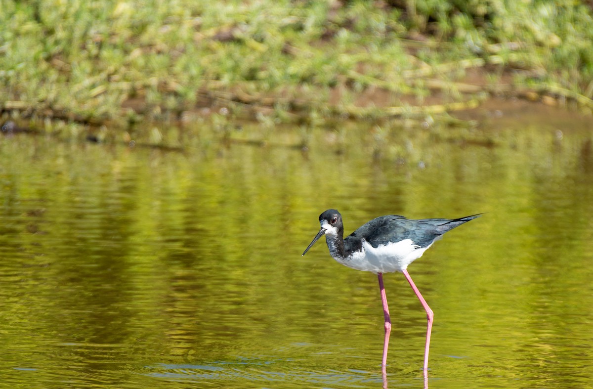 Black-necked Stilt (Hawaiian) - ML613152567