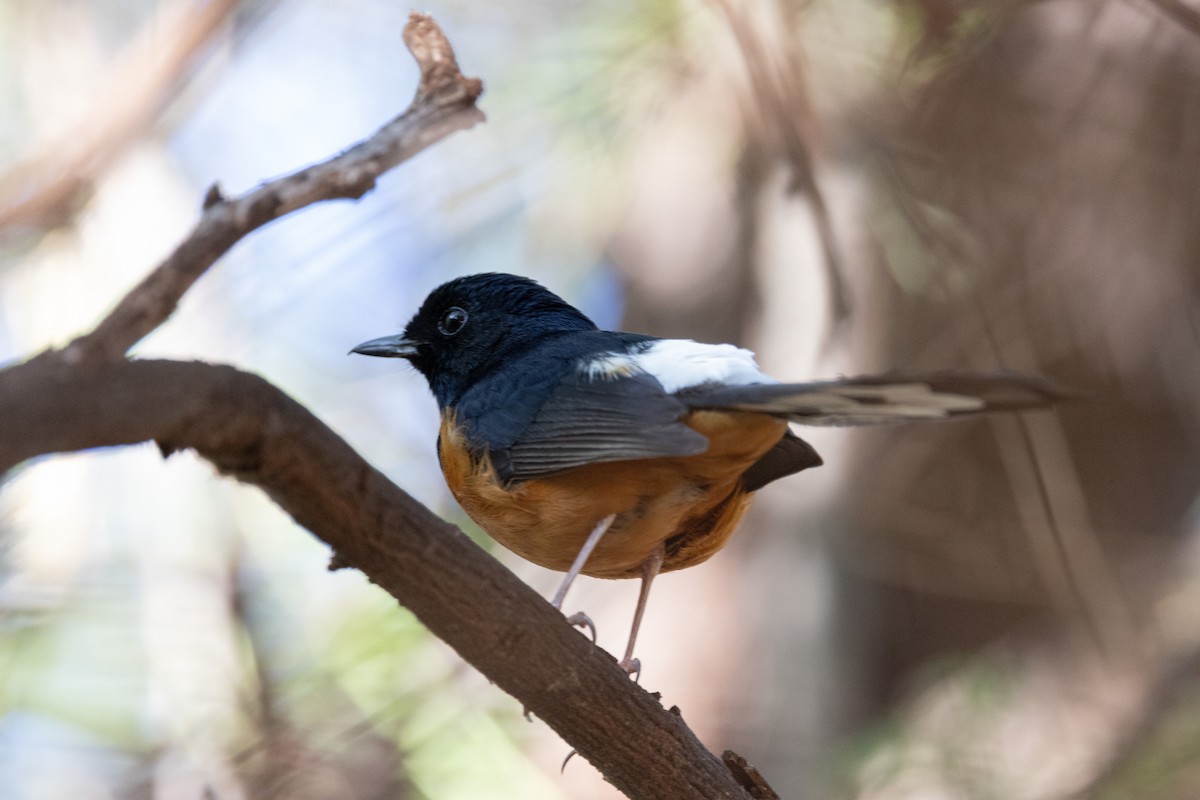 White-rumped Shama - ML613152576