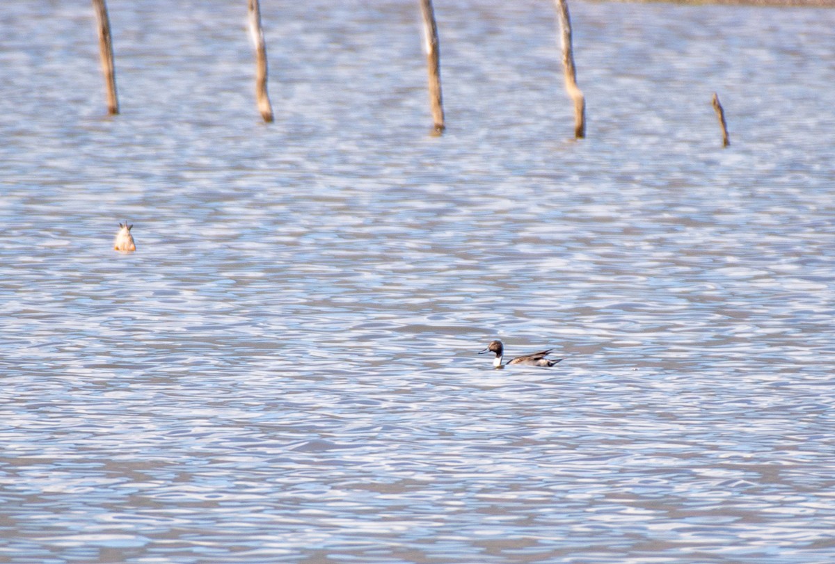 Northern Pintail - ML613152611