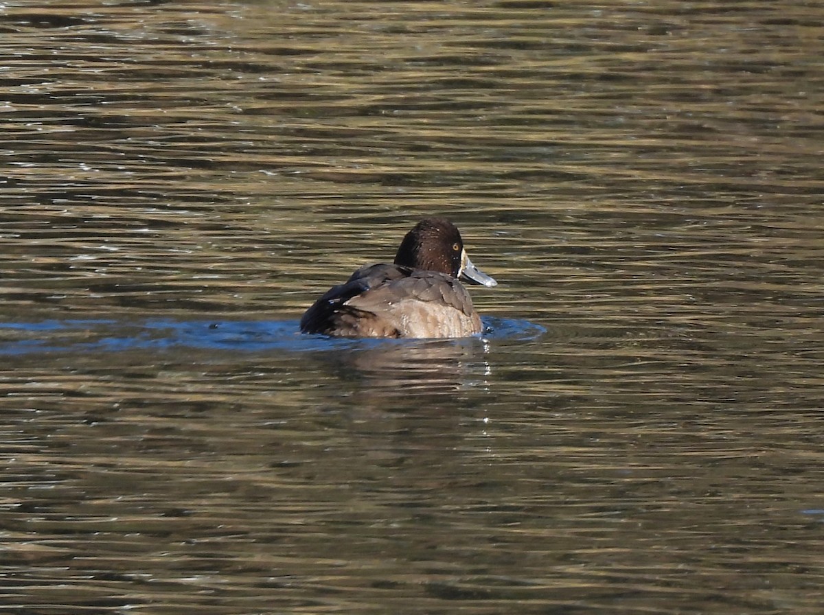 Lesser Scaup - ML613152629