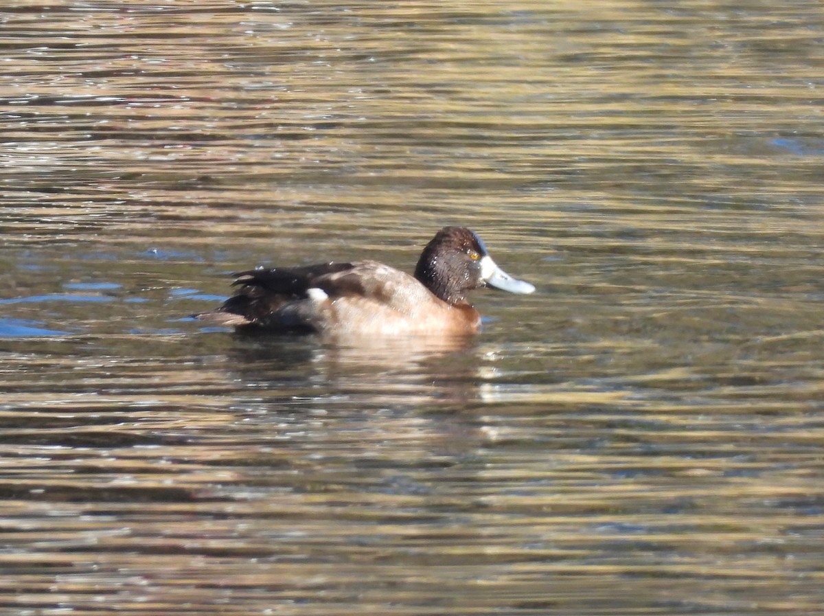 Lesser Scaup - ML613152630