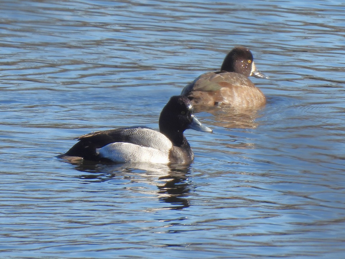 Lesser Scaup - ML613152631