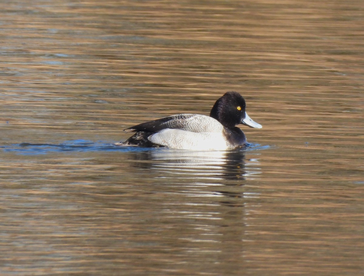 Lesser Scaup - ML613152632