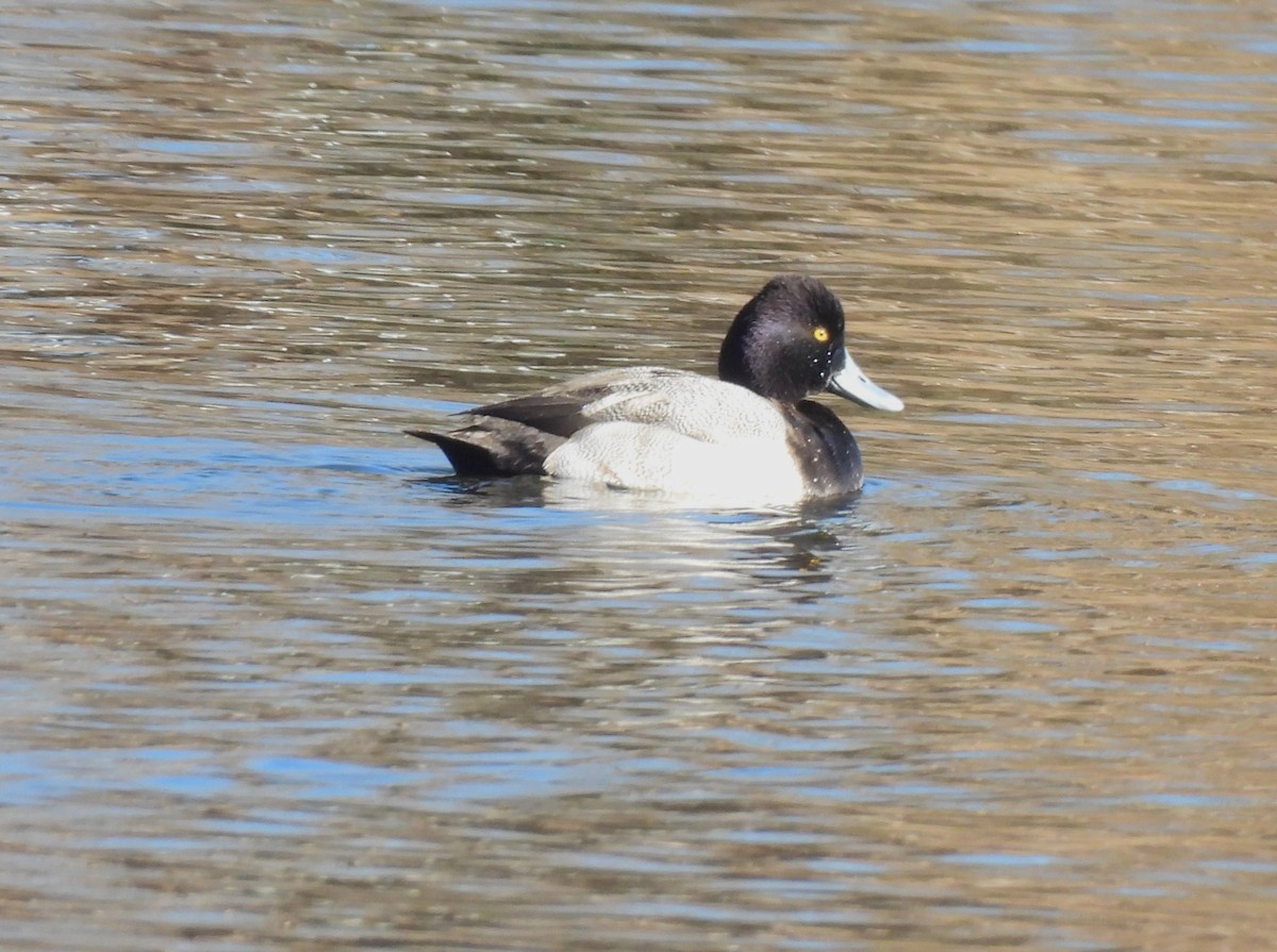 Lesser Scaup - ML613152633