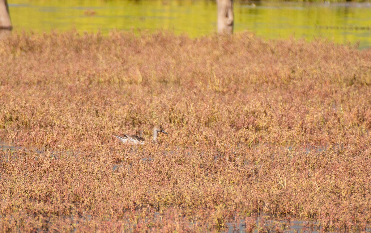 Northern Pintail - ML613152663