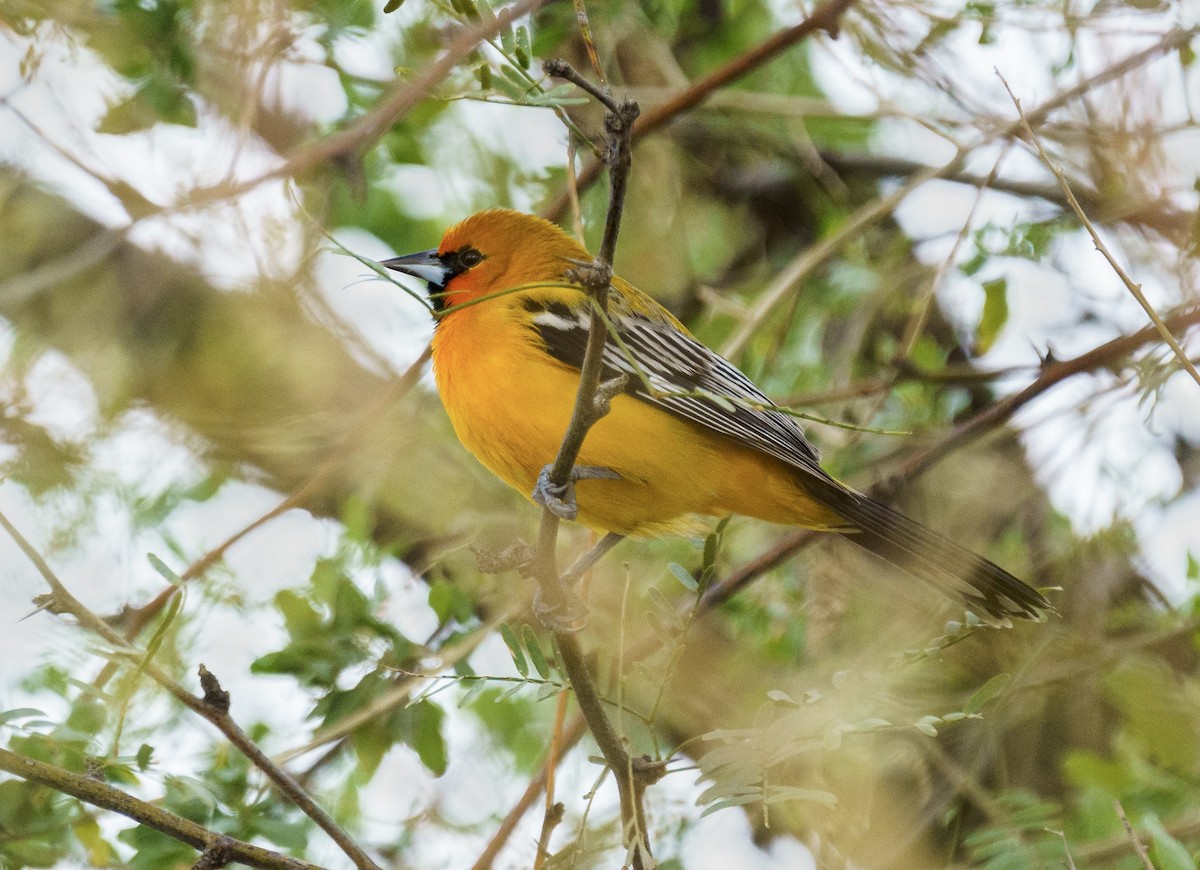 Oriole à dos rayé - ML613152673