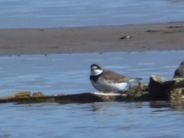 Semipalmated Plover - ML613152778