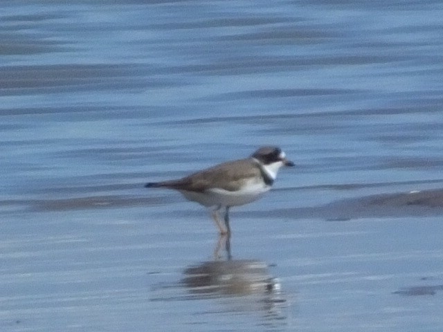 Semipalmated Plover - ML613152792