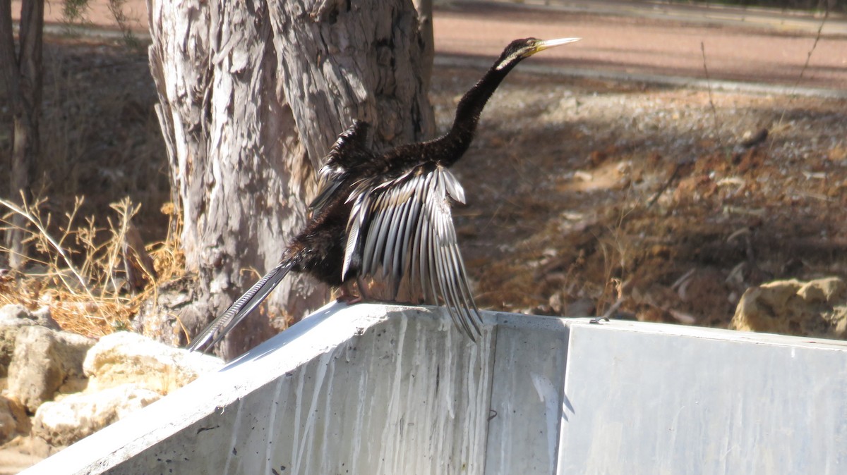 Austral-Schlangenhalsvogel - ML613152876