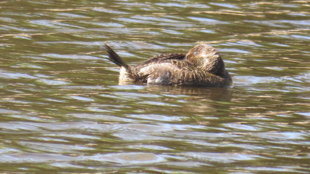 Blue-billed Duck - ML613152886