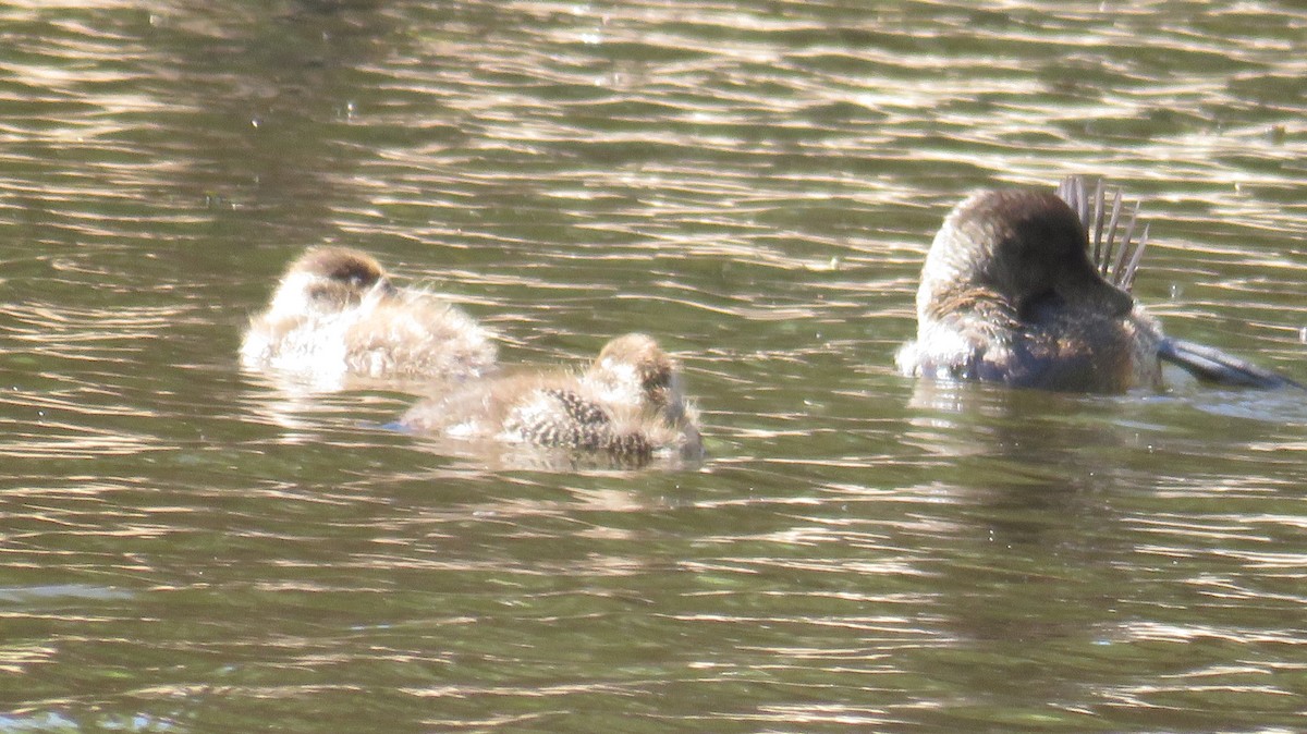 Blue-billed Duck - ML613152887