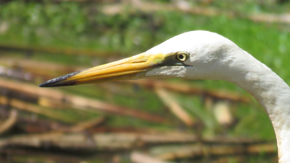 Great Egret - ML613152916